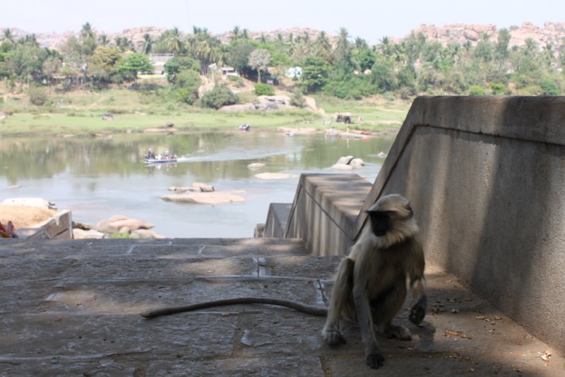 India 2010 - Hampi - Monkeys